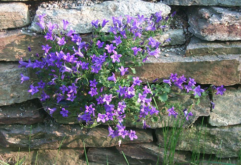 Campanula portenschlagiana