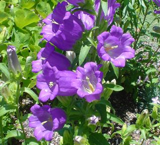 Campanula medium; photo by Chuck Carlson