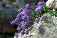 Campanula cochlearifolia