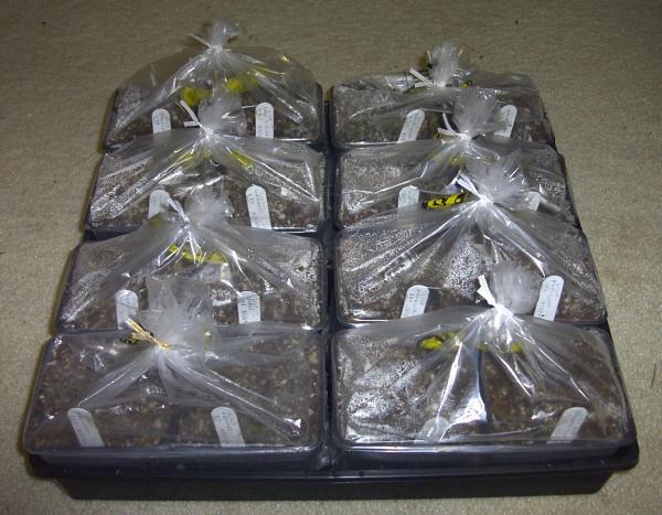 4" Gage pots filled with potting mix and sown with seed, sealed in plastic bags.