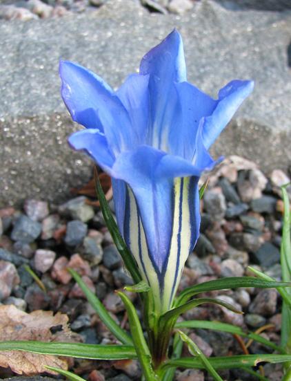 Gentiana 'Kingfisher', photo by Todd Boland