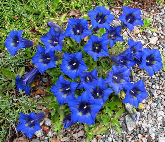 Gentiana angustifolia 'Frei', photo by Todd Boland