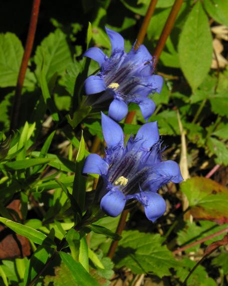 Gentiana septemfida x paradoxa, photo by Todd Boland