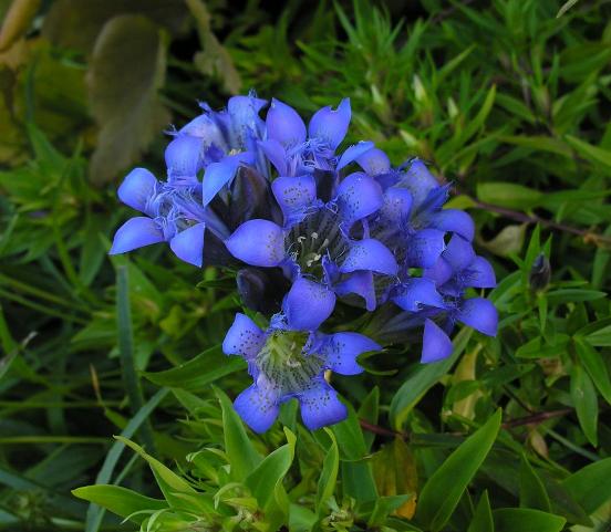 Gentiana septemfida, photo by Todd Boland