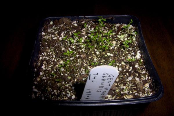 Seedlings of Gentianopsis grandis, three weeks after germination.