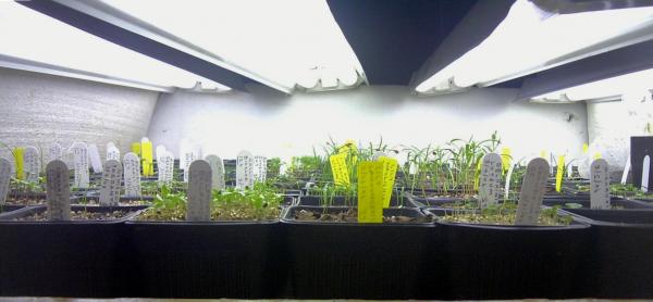 My fluorescent light garden.