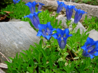 Gentiana acaulis growing in a trough, photo by Mike Slater