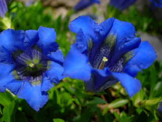 close view of Gentiana acaulis flowers, photo by Mike Slater