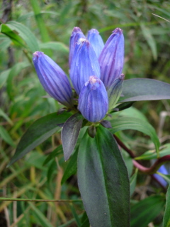 Gentiana andrewsii, photo by Mike Slater in eastern Pennsylvania