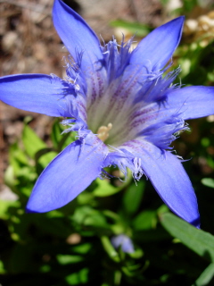 Gentiana paradoxa hybrid, photo by Mike Slater