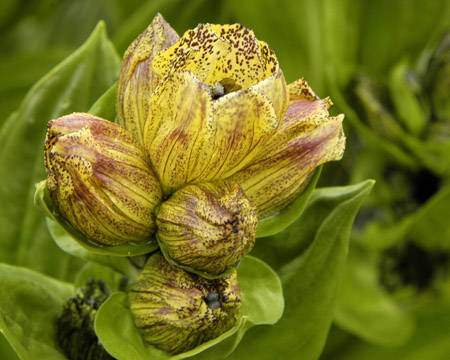 Gentiana punctata, photographed near St. Moritz, Switzerland June 2009 by Matt Mattus