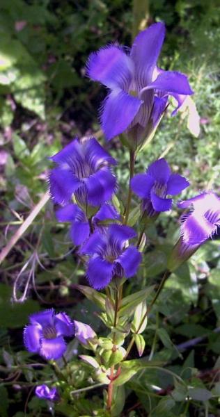 Gentianopsis crinita in the garden