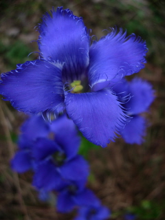 Gentianopsis crinita, photo by Mike Slater taken in late September in Lancaster County Pennsylvania