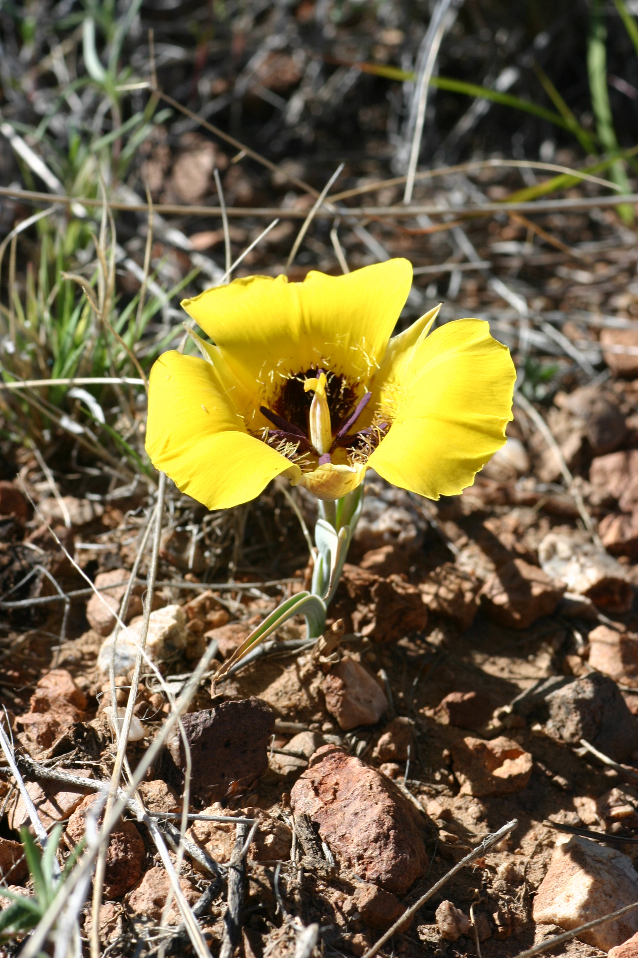 Velcro Plant - Desert Rock Nettle - Stone Creek Trail - Gr…