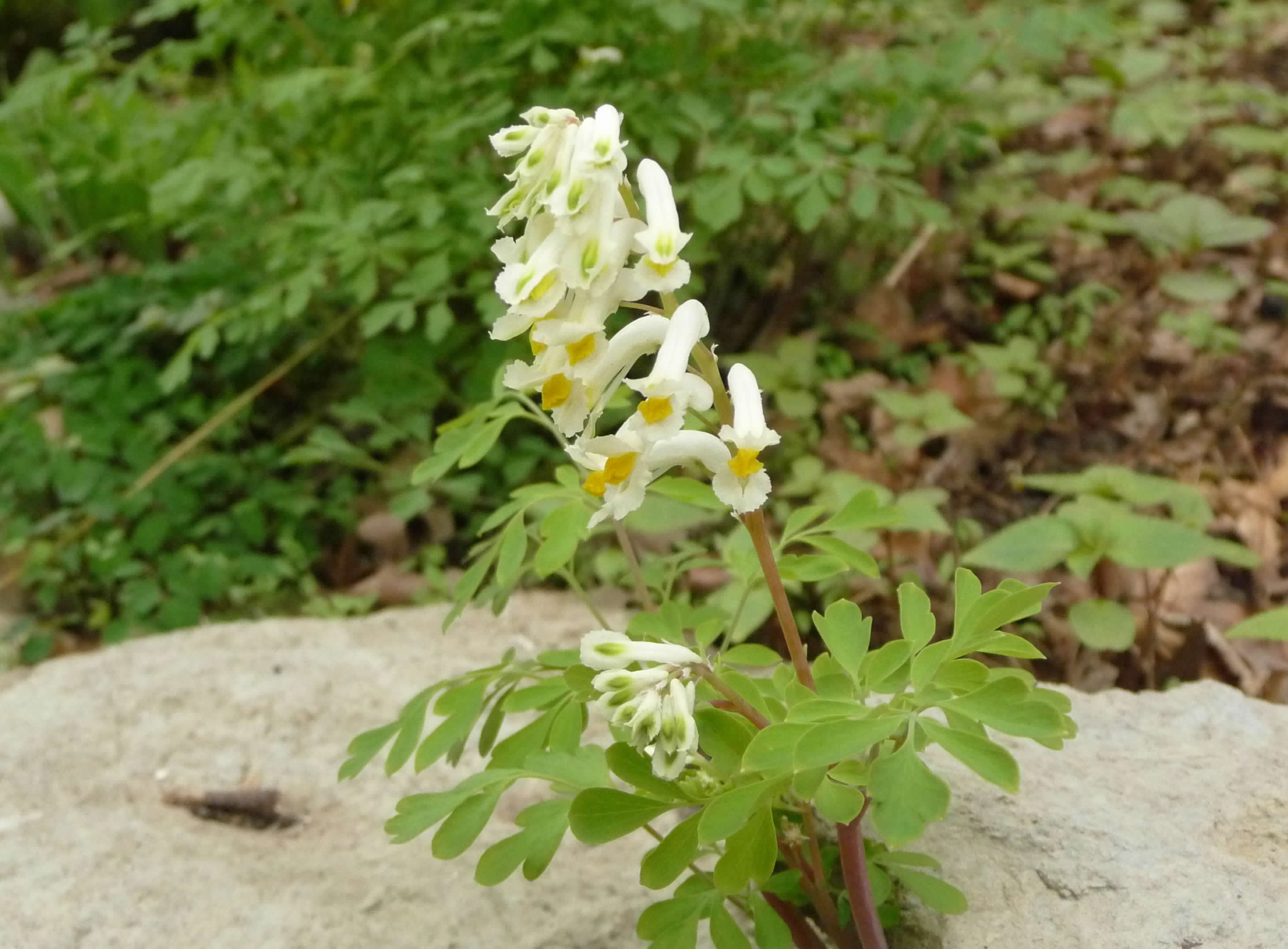 Как выглядит цветок хохлатка. Хохлатка (Corydalis). Хохлатка белая. Corydalis ochroleuca. Хохлатка Таркинская.