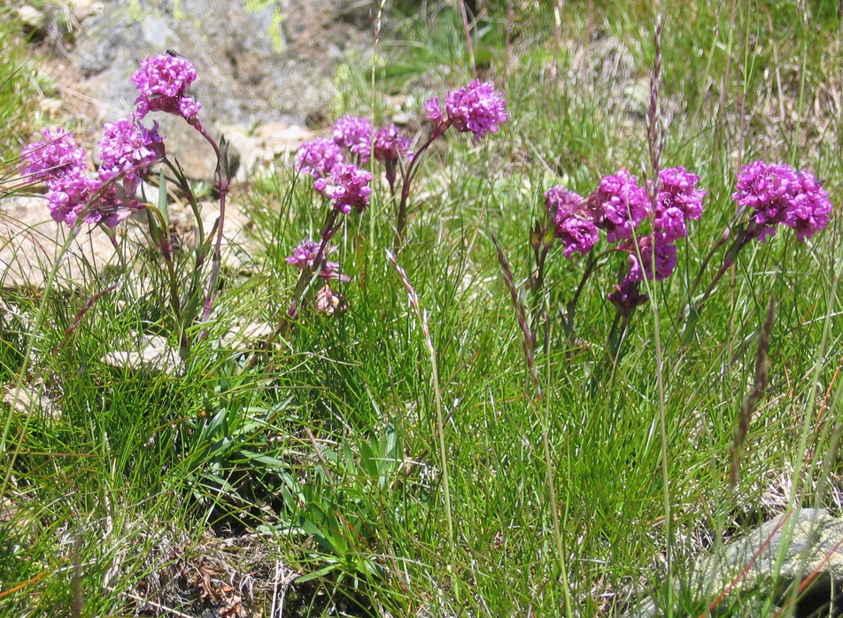 Lychnis alpina