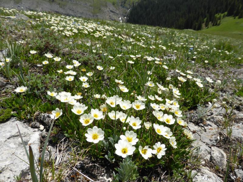 Dryas integrifolia Dryas integrifolia Forum topic North American Rock Garden Society