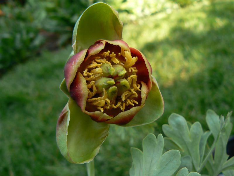 Peony seeds, I took this photo in Sweden., Bjorn E