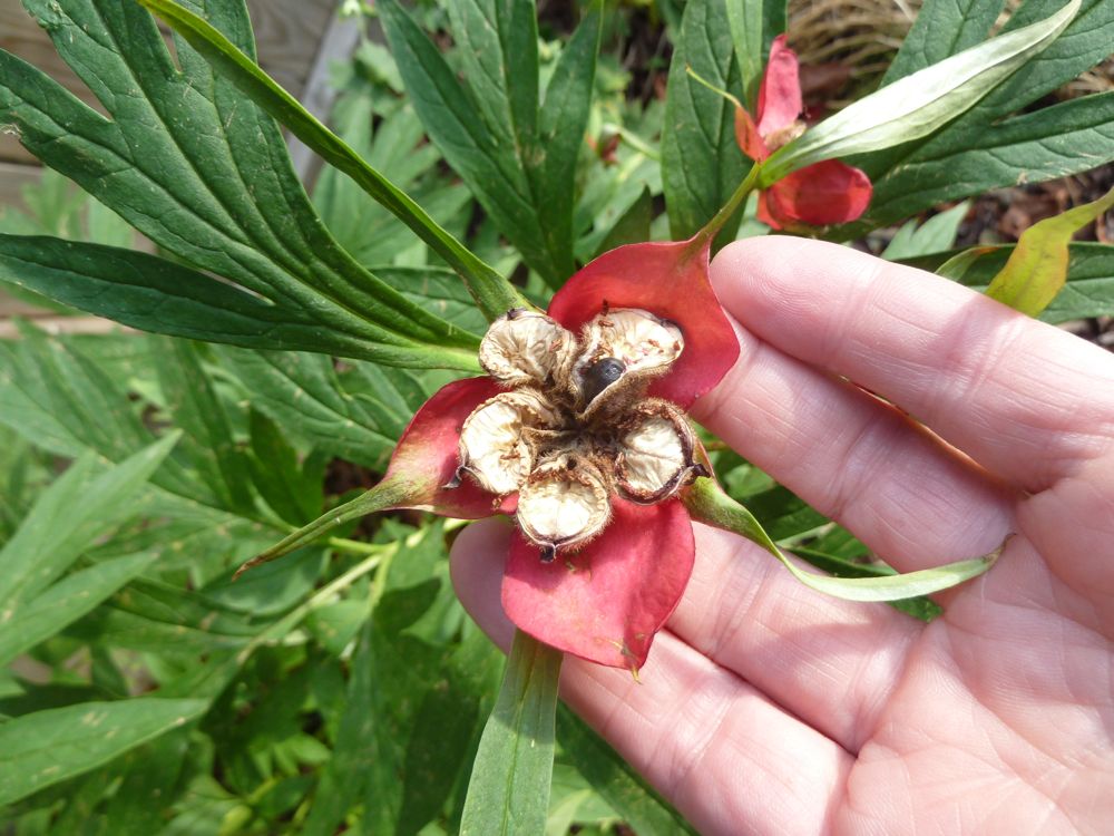 Peony Seeds  North American Rock Garden Society