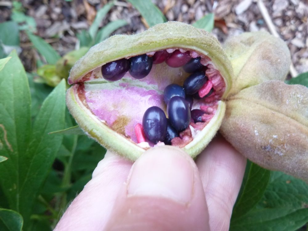 Already harvesting peony seeds - Warmerdam Paeonia B.V.