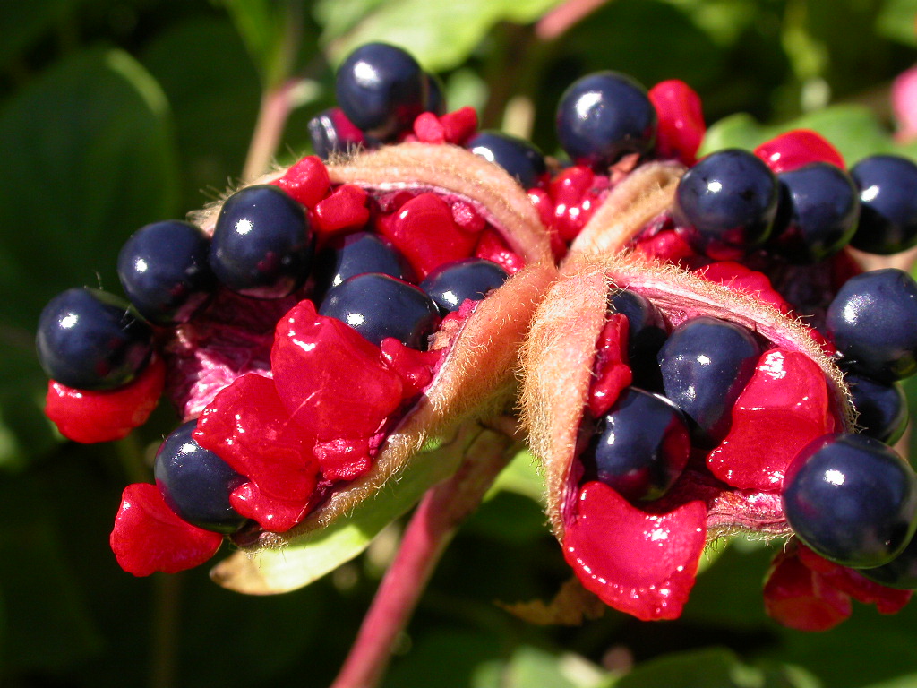 10+ Rare Seeds| Cherry Hill Peony Seeds# B005