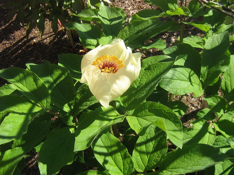 10+ Rare Seeds| White Cap Peony Seeds #B008