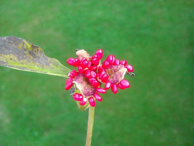 Peony seeds. Seeds of wild peony (Lat. Paeonia mlokosewitschii). Growing  peonies from seeds Stock Photo