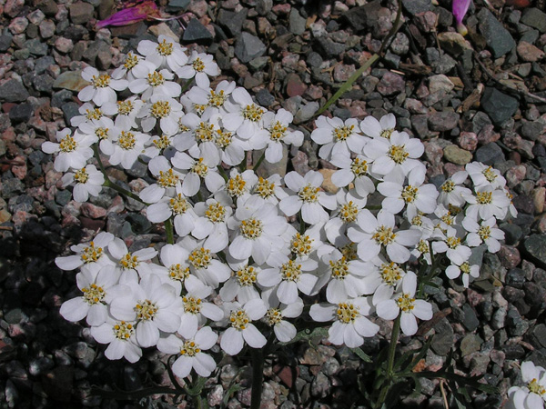 Achillea clavennae