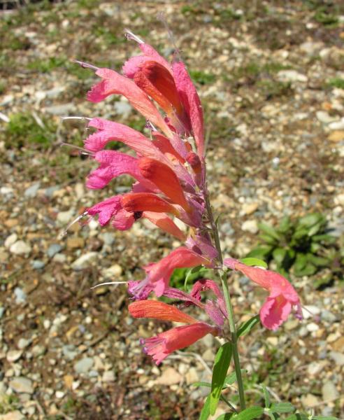 Agastache aurantica