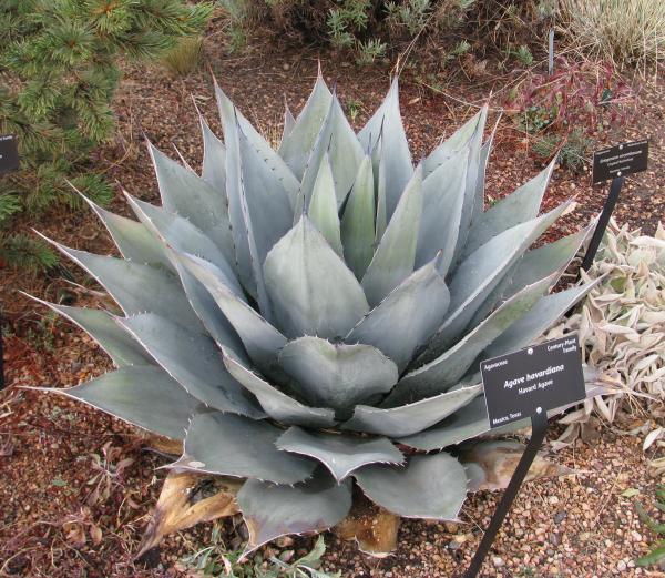 Agave parryi