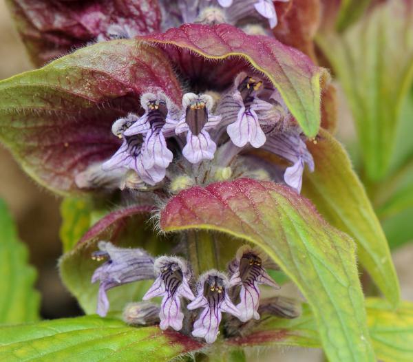 Ajuga lupulina