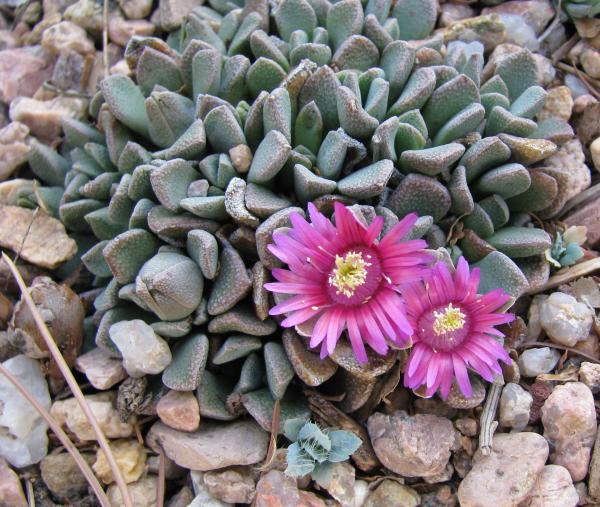 Aloinopsis spathulatus