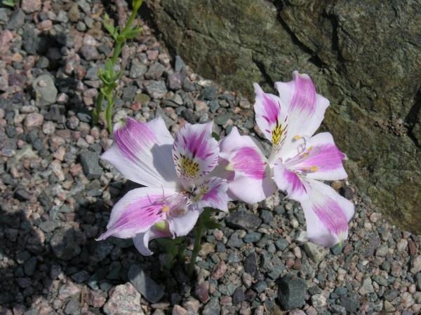 Alstroemeria pelegrina