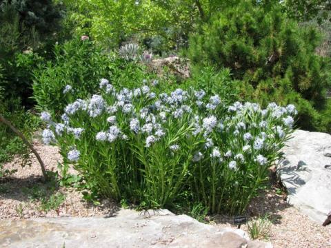 Amsonia orientalis