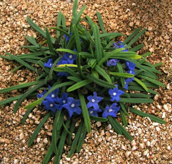 Anchusa caespitosa