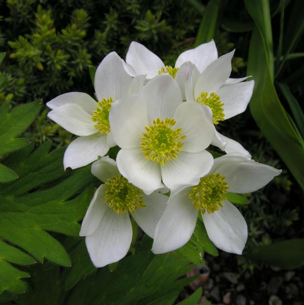 Anemone narcissiflora