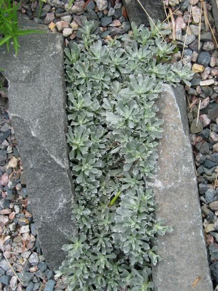 Antennaria alpina