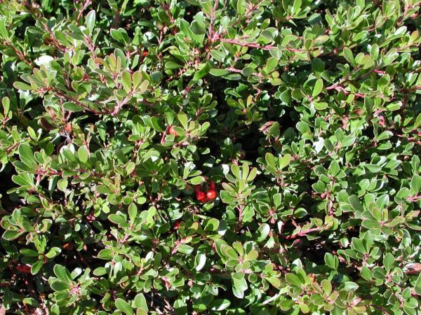 Arctostaphyllos uva-ursi