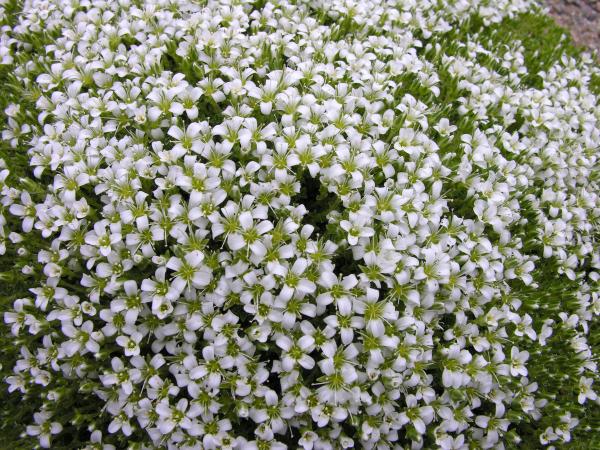 Arenaria tetraquetra