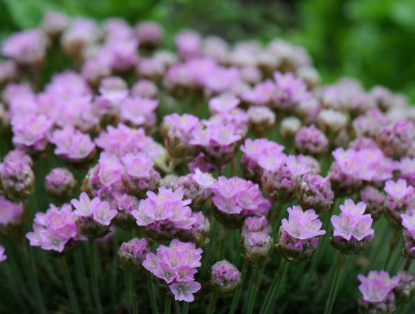 Armeria caespitosa