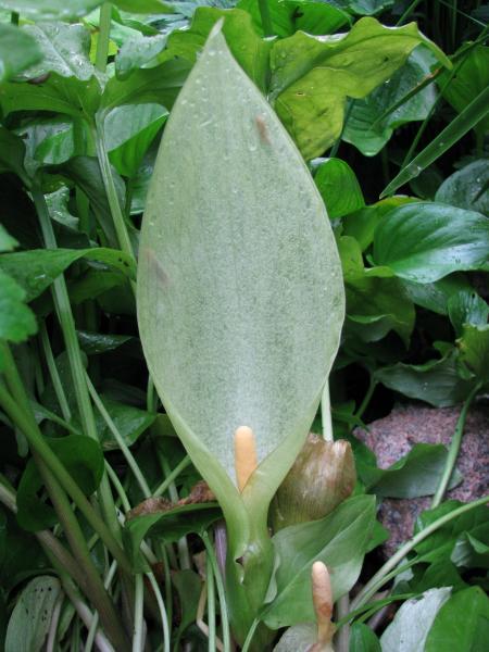 Arum italicum