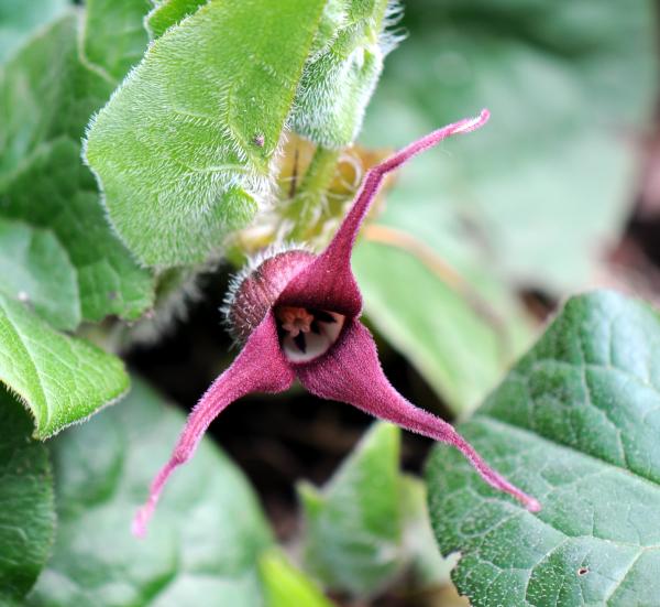 Asarum caudatum