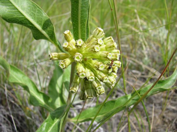 Asclepias viridiflora