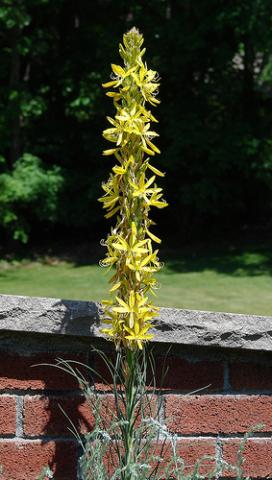 Asphodeline lutea