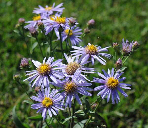 Aster amellus