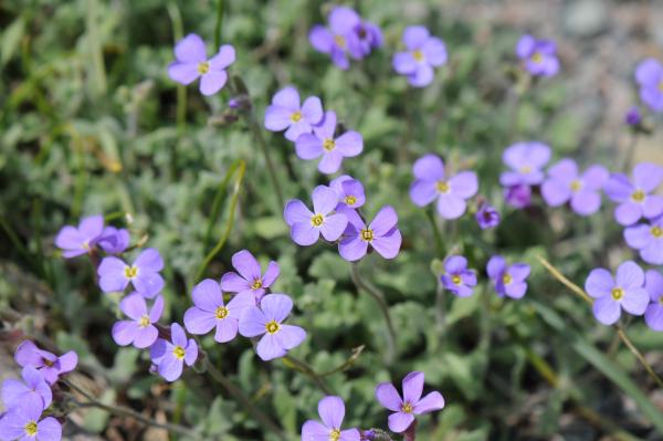 Aubrieta pinardii