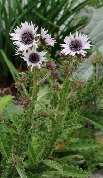 Berkheya purpurea