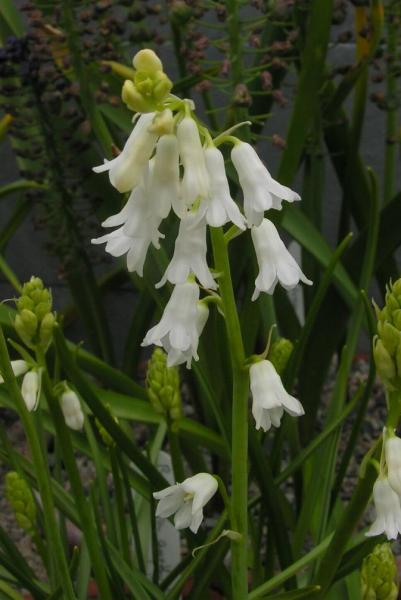 brimeura amethystina 'Alba'