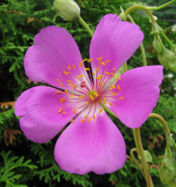 Calandrinia grandiflora