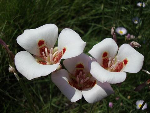 Calochortus superbus